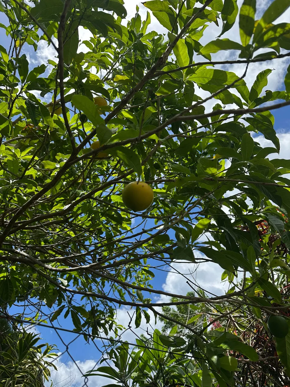 Foto de Abiu