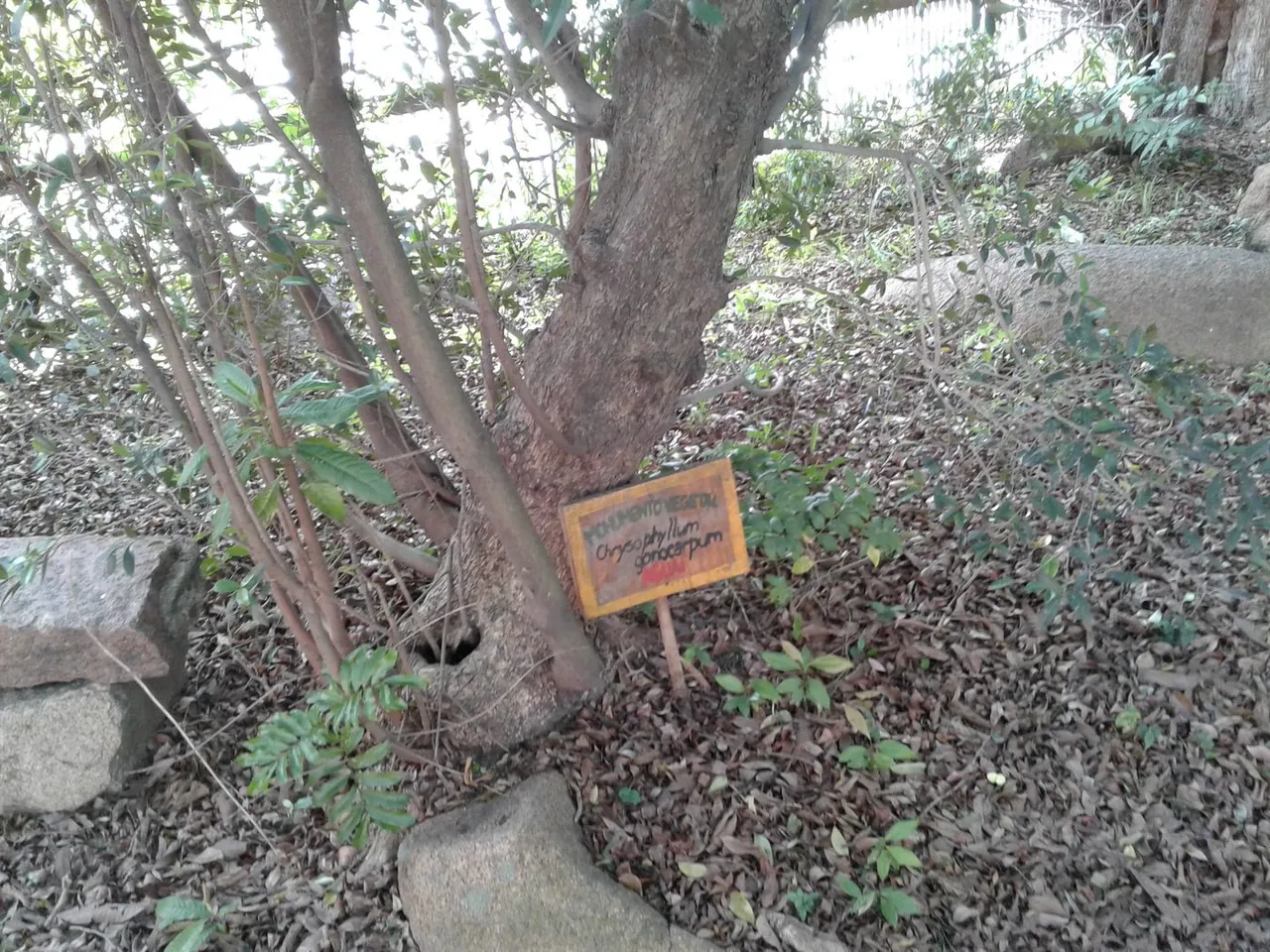 Foto de Aguaí-da-serra