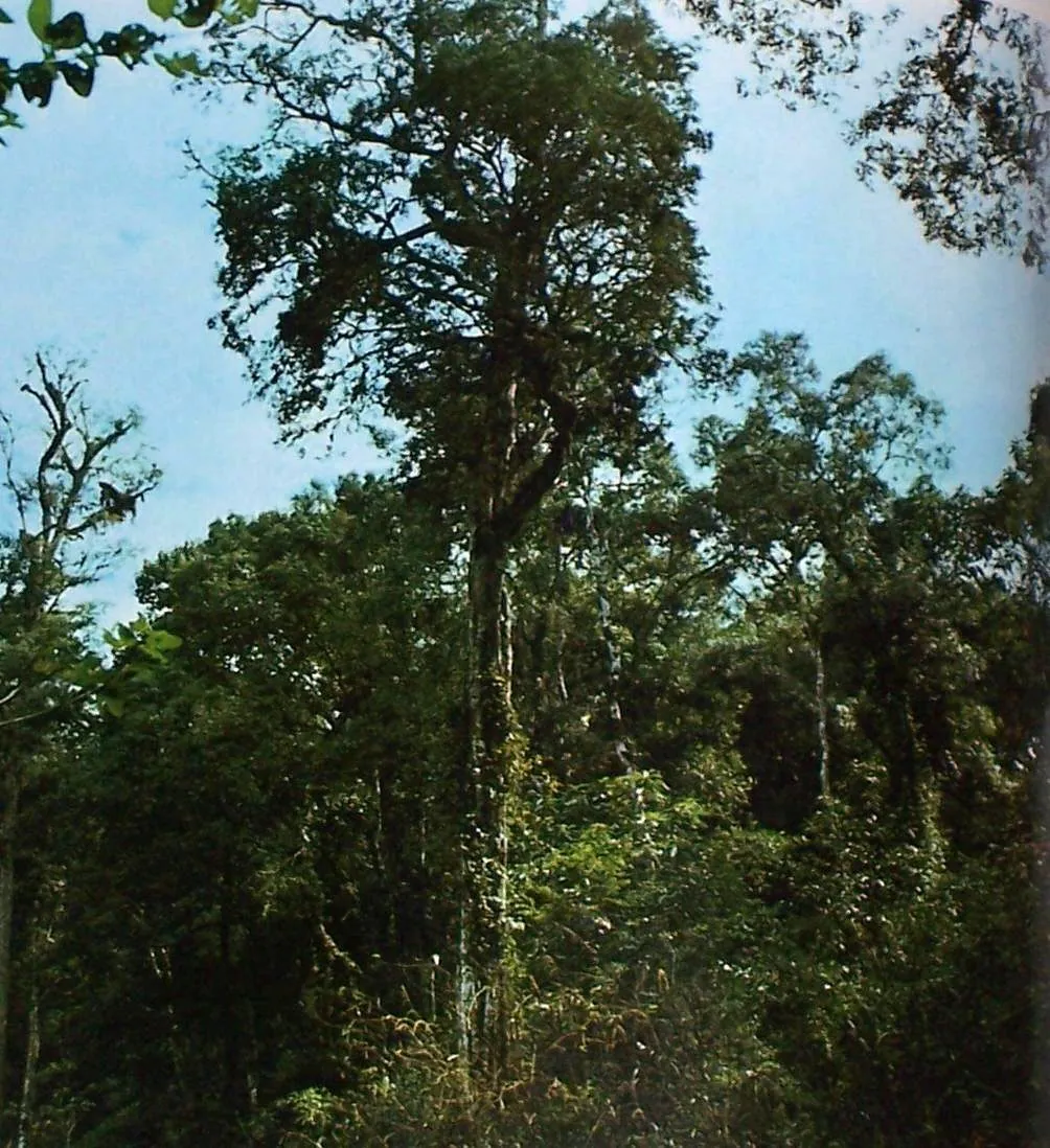 Foto de Alecrim