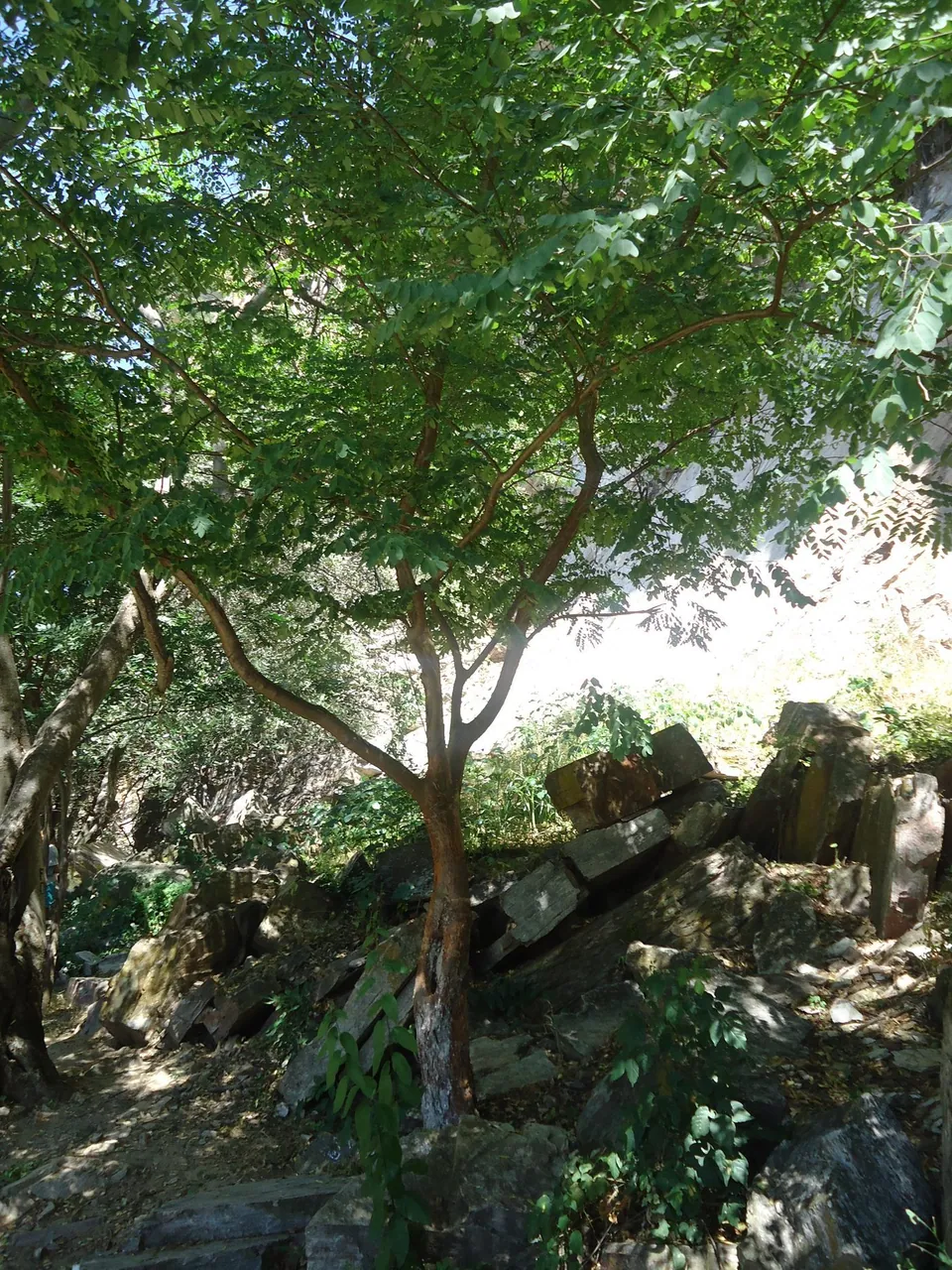 Foto de Amburana-de-cheiro