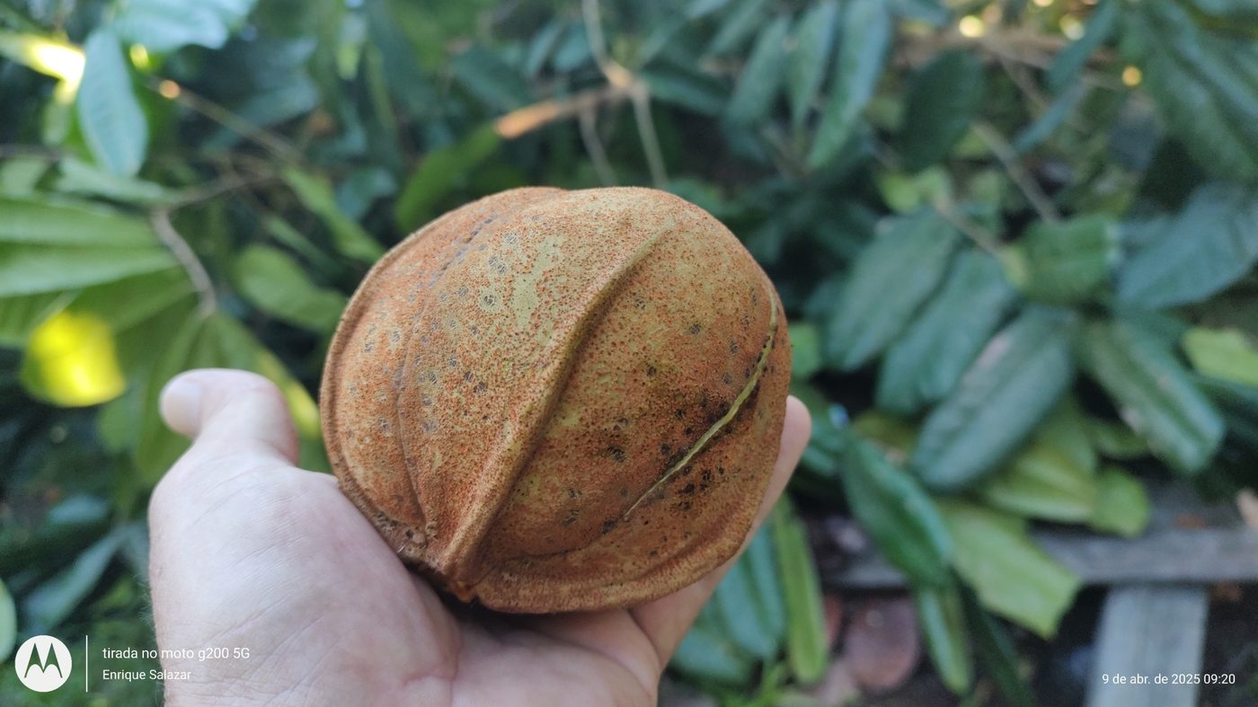 Foto de Andiroba