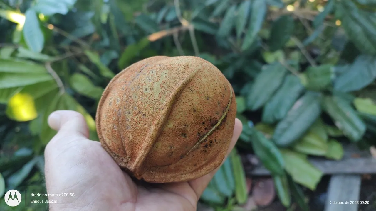 Foto de Andiroba