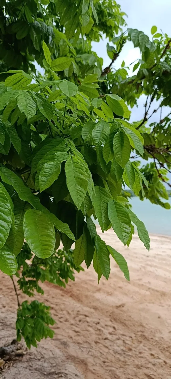 Foto de Angelim-amargoso
