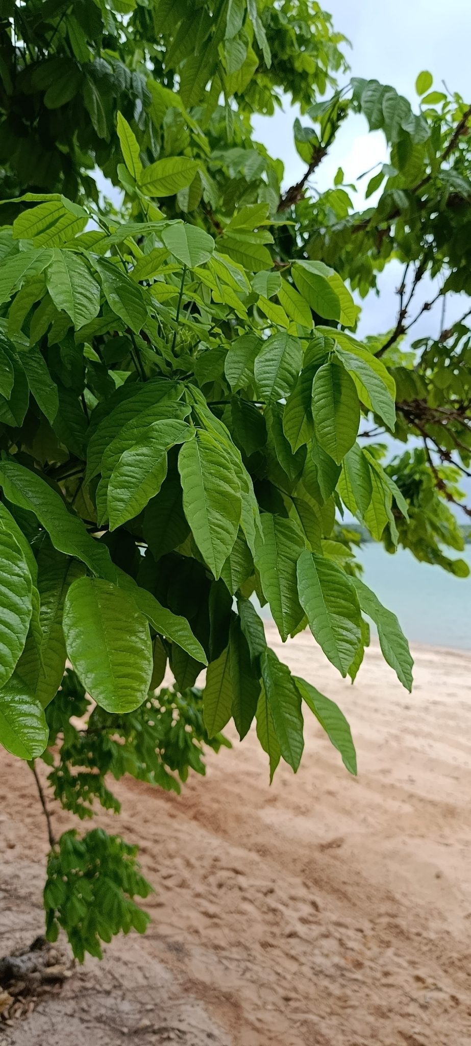 Foto de Angelim-amargoso