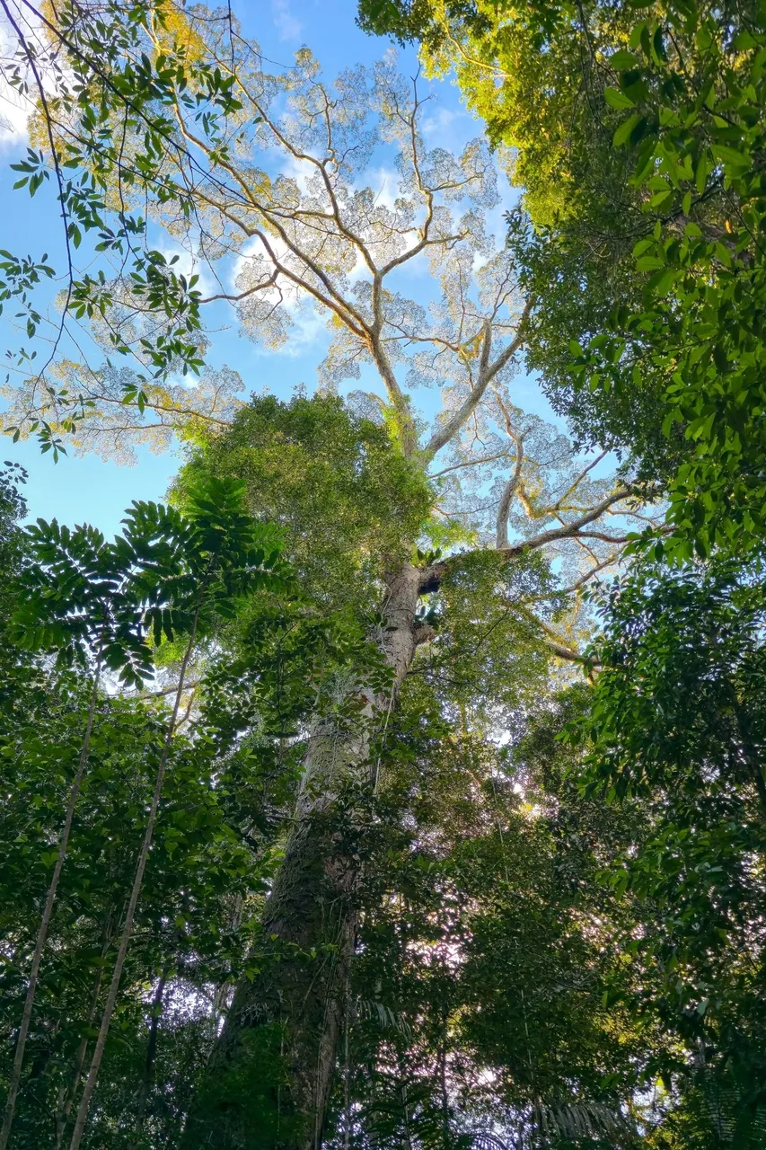 Foto de Angelim-vermelho