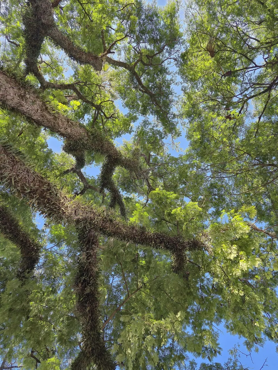Foto de Angico-gurucaia
