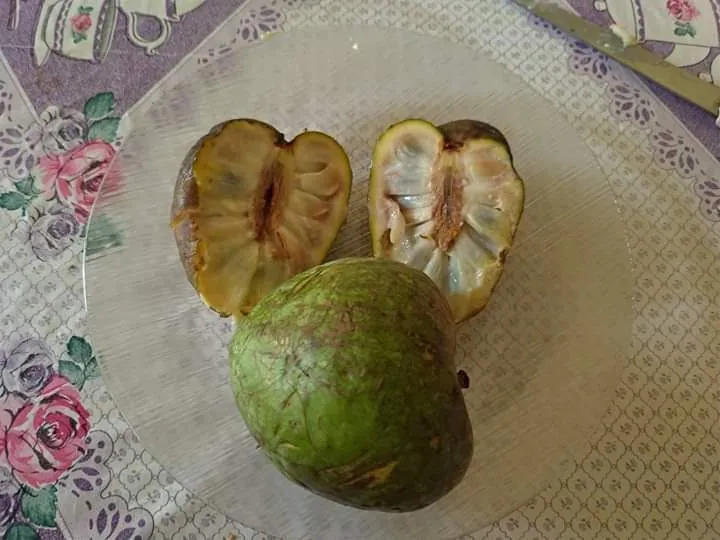 Foto de Araticum-cagão