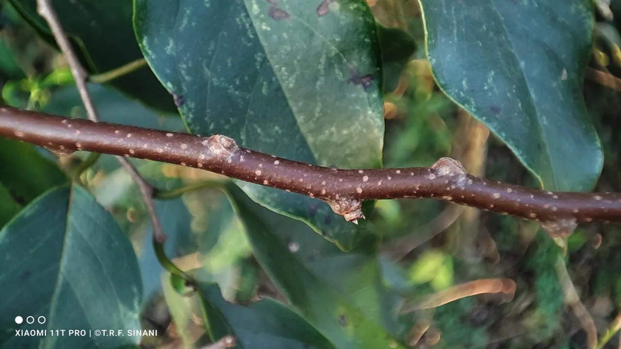Foto de Araticum-da-mata
