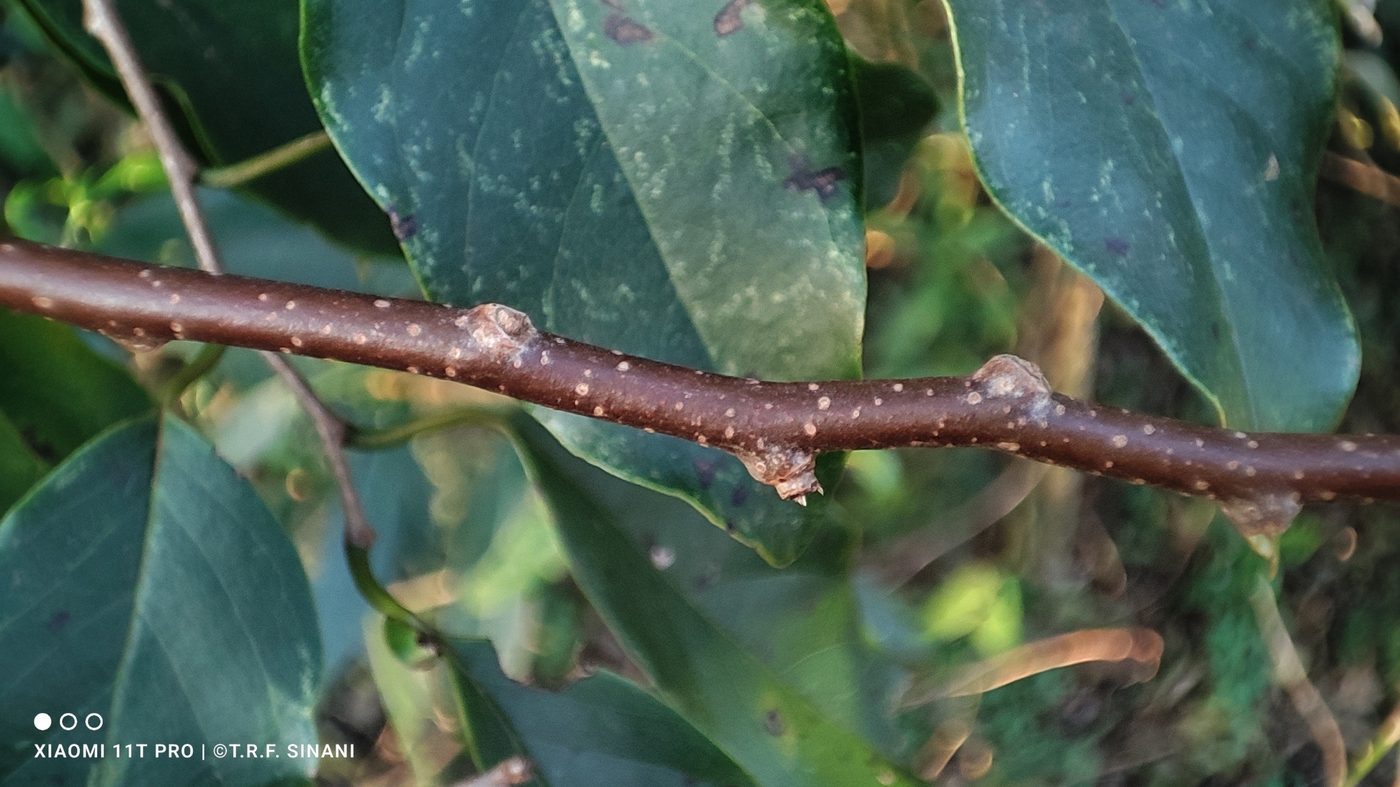 Foto de Araticum-da-mata