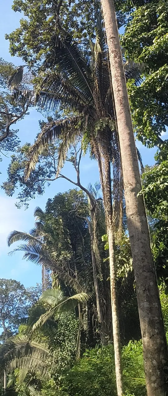 Foto de Babaçu