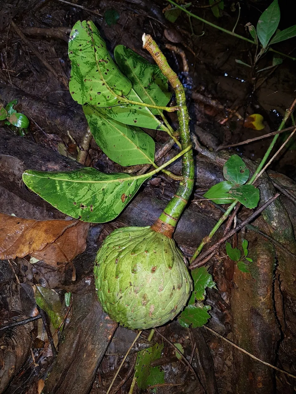 Foto de Baguaçu