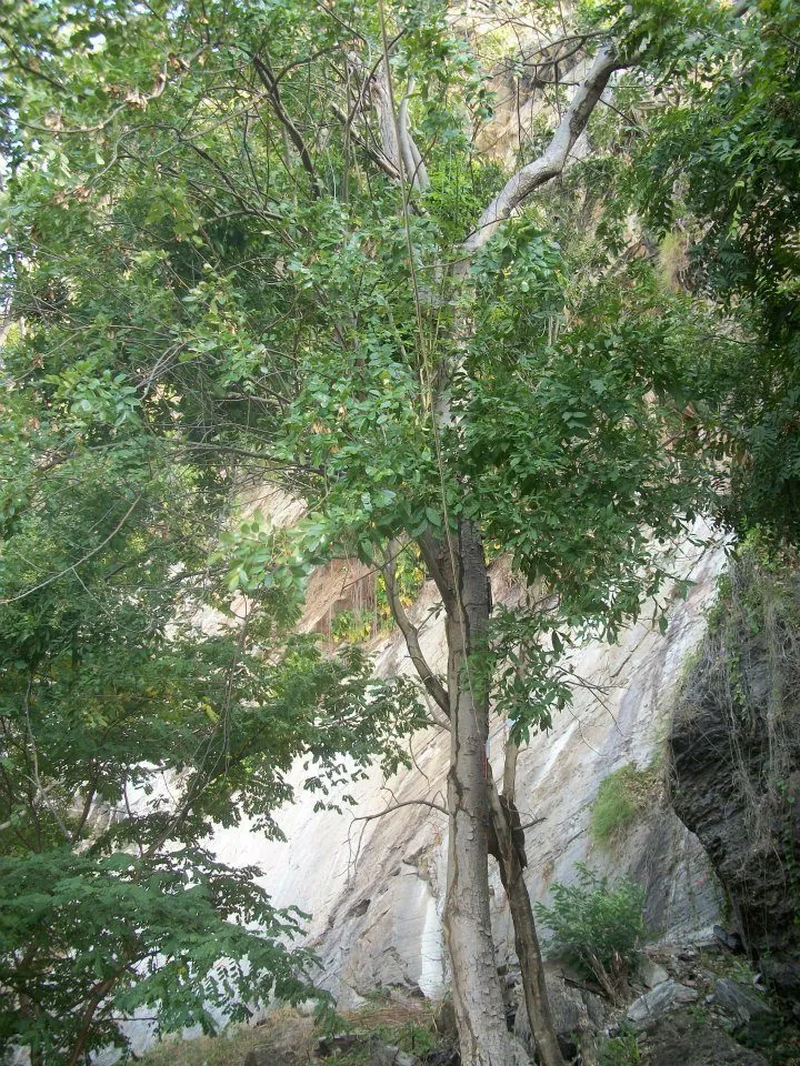 Foto de Baraúna