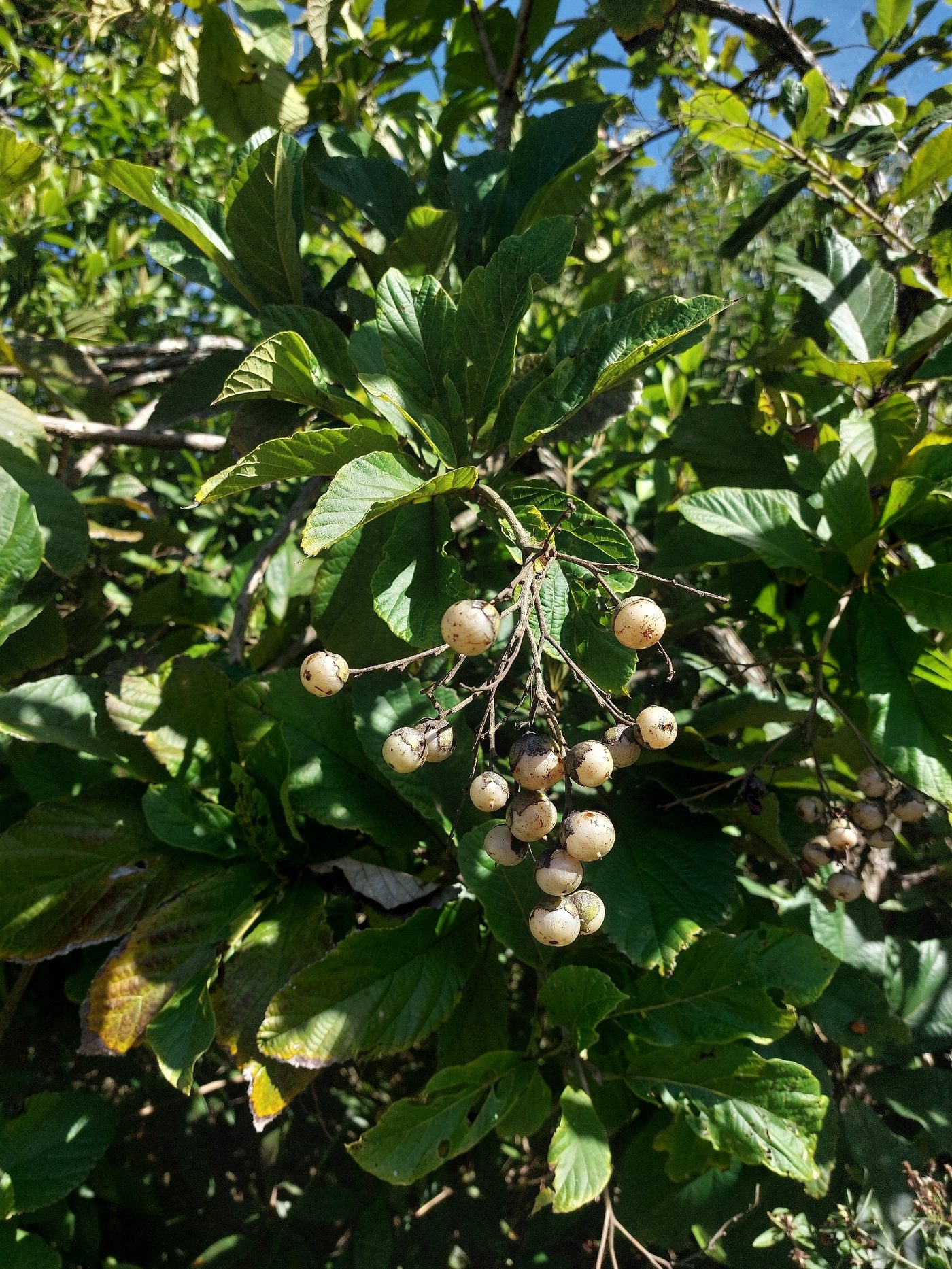 Foto de Babosa-branca