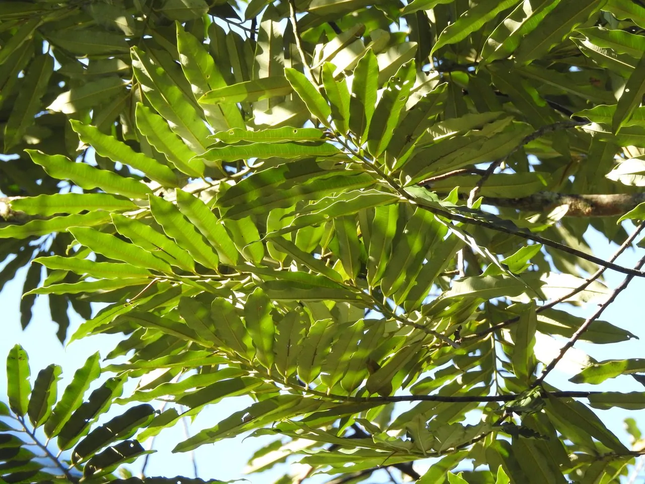 Foto de Bicuíba