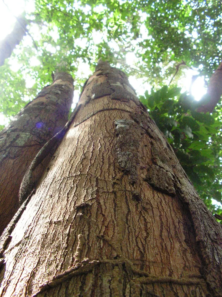 Foto de Bicuíba