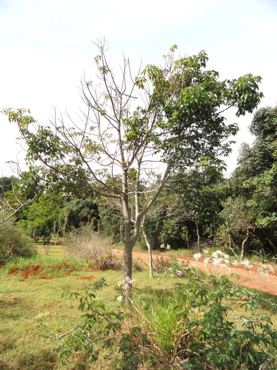 Foto de Boleira