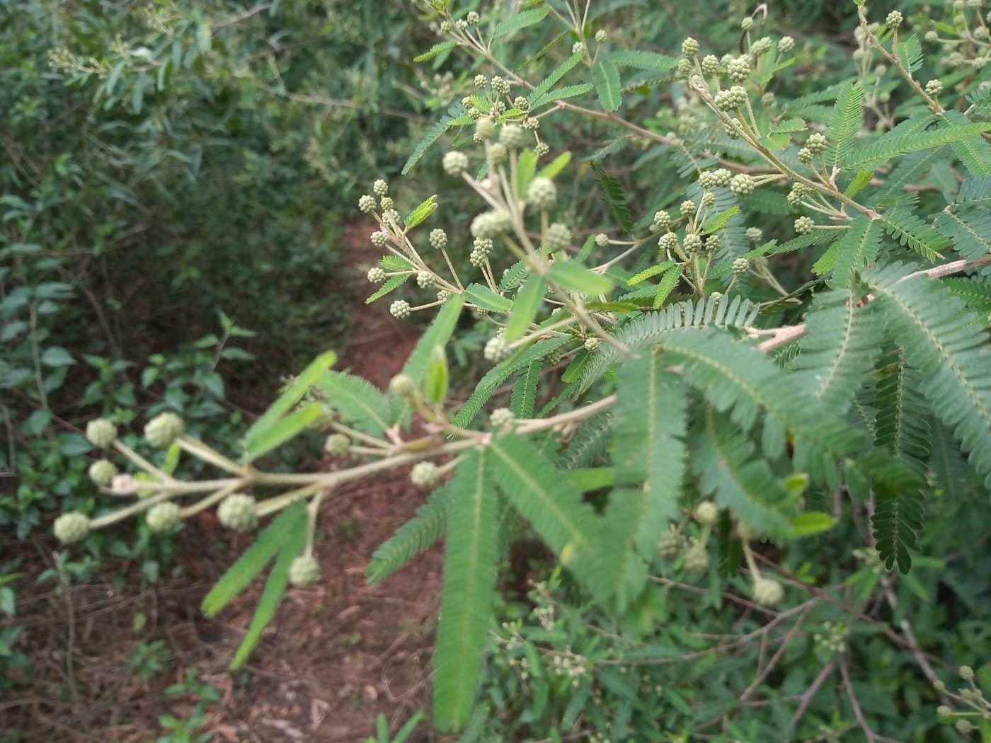 Foto de Bracatinga-do-banhado