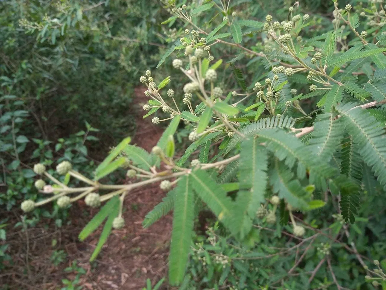 Foto de Bracatinga-do-banhado