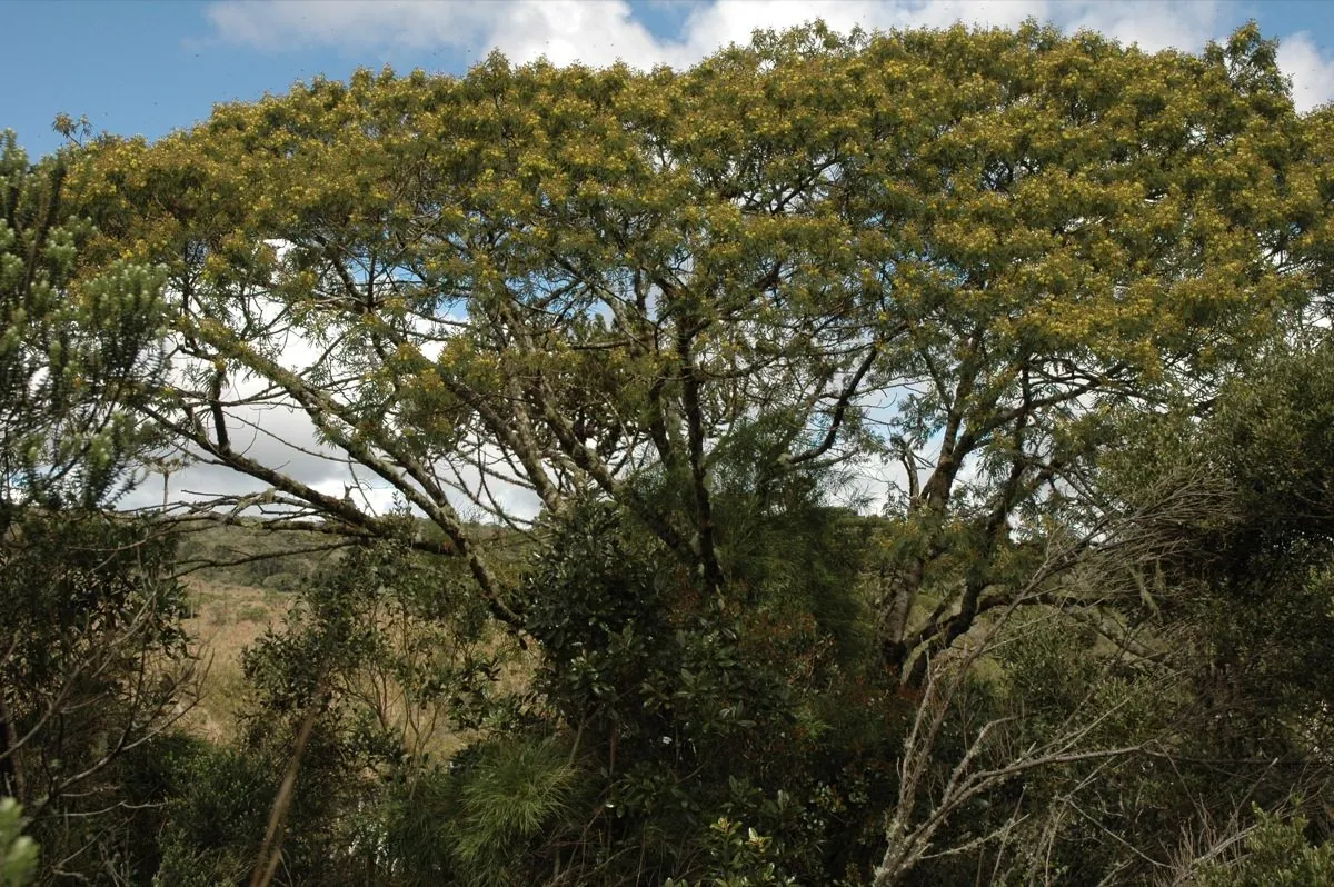 Foto de Bracatinga