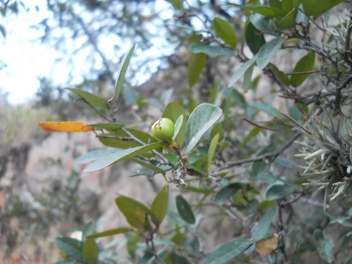 Foto de Branquilho