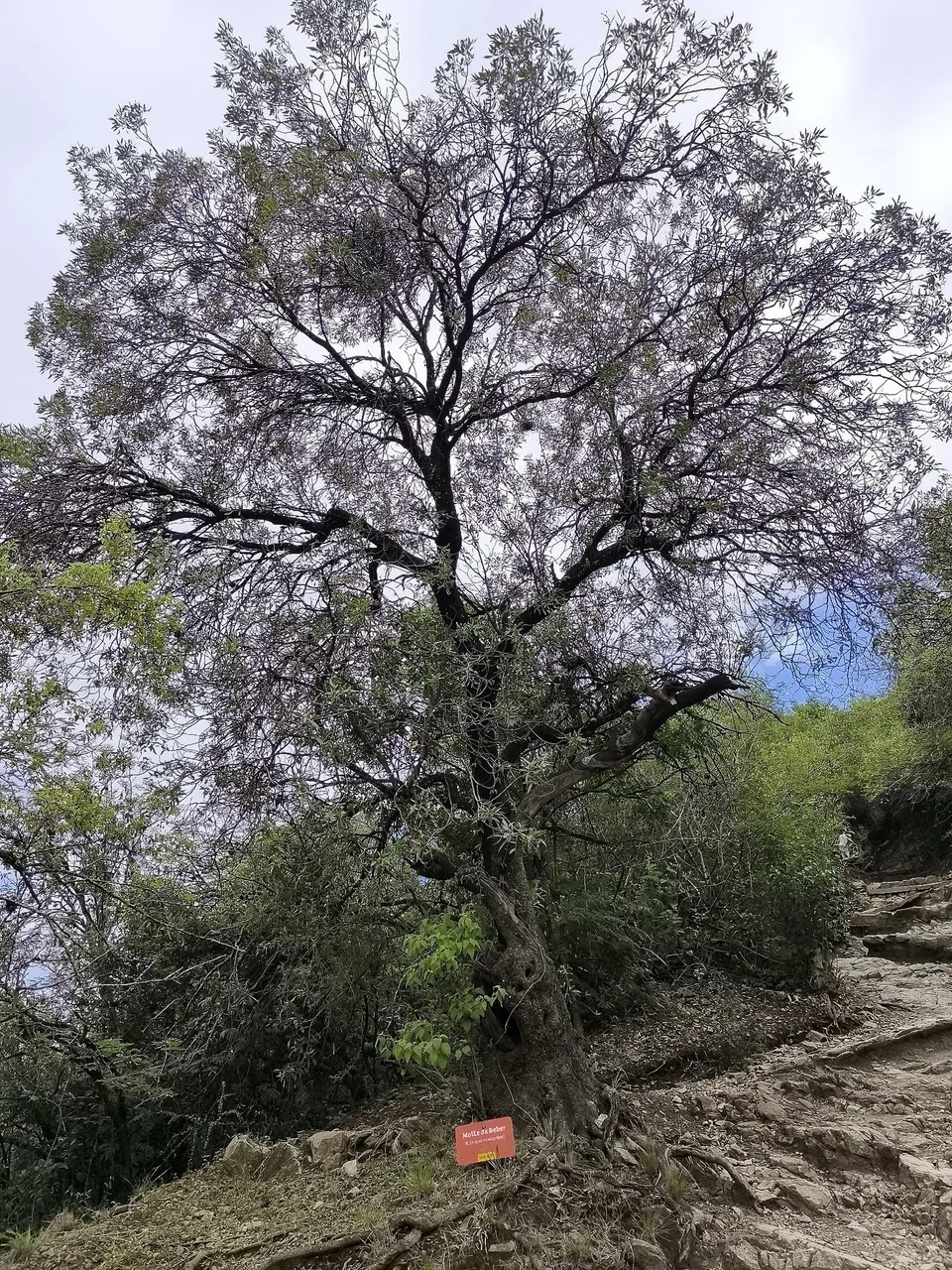 Foto de Bugreiro