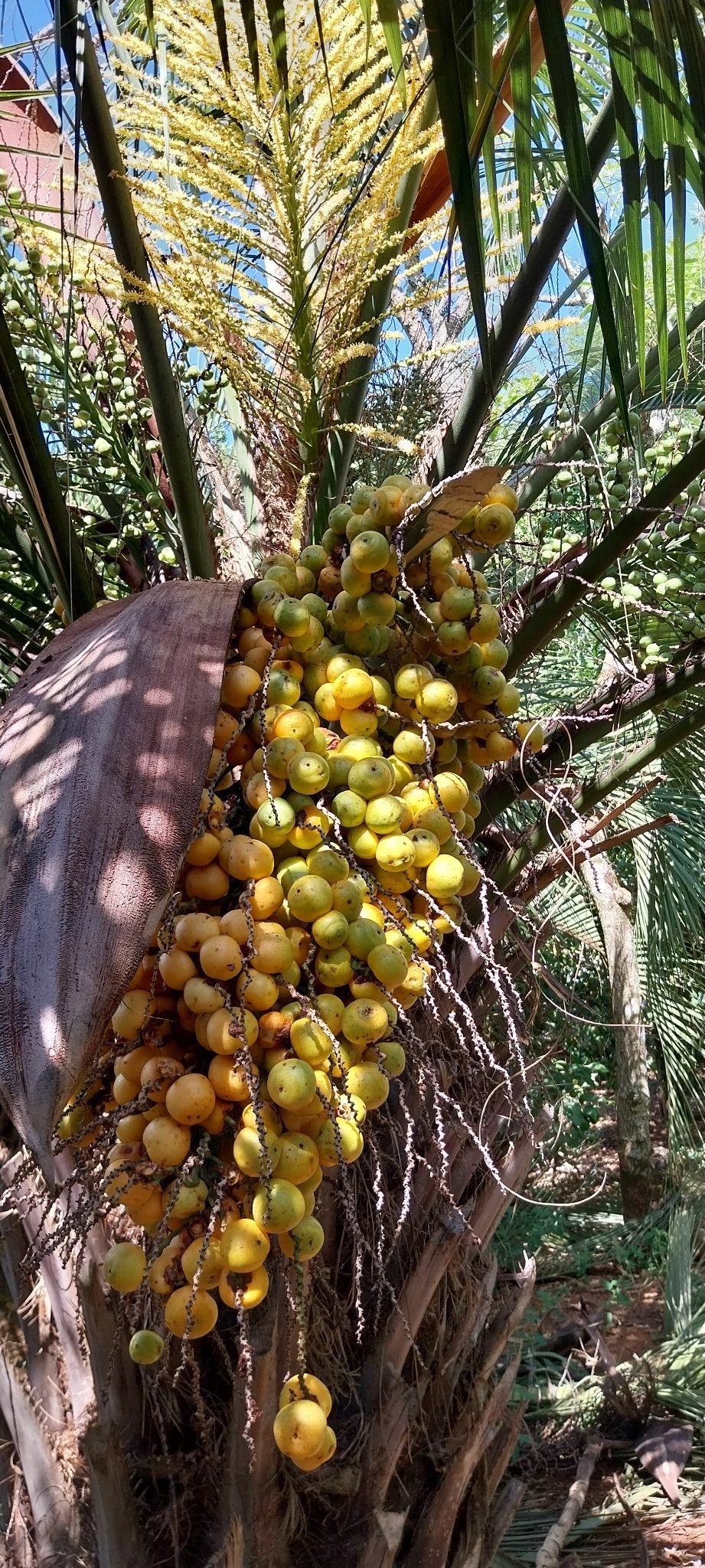 Foto de Butiá-da-serra