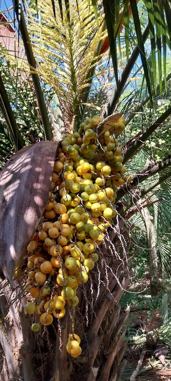 Foto de Butiá-da-serra