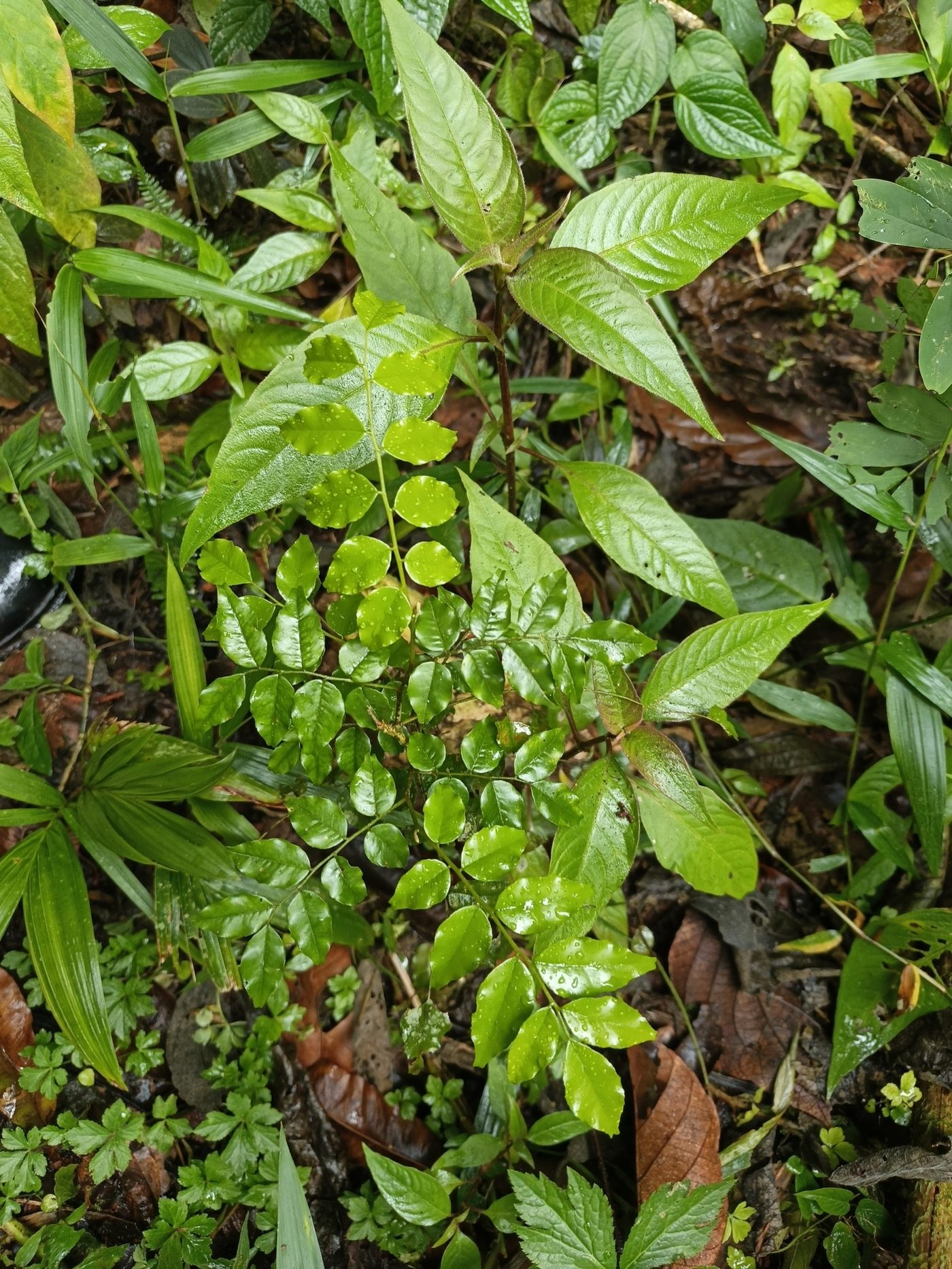 Foto de Cabriúva-vermelha
