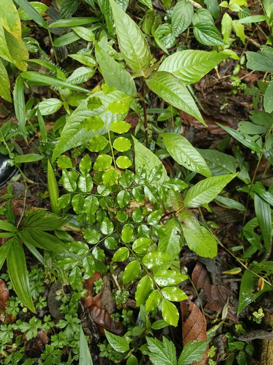 Foto de Cabriúva-vermelha