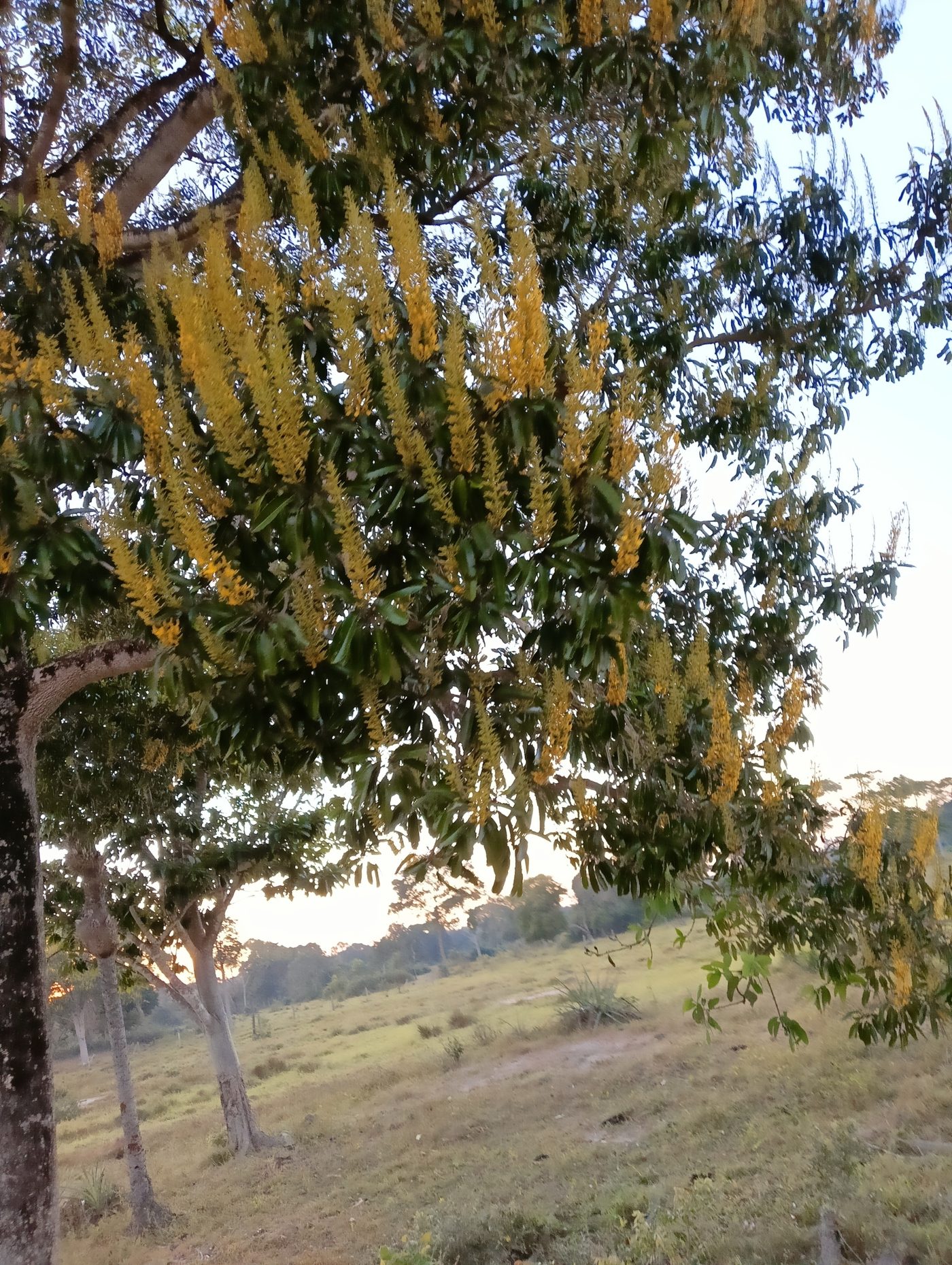 Foto de Cambará-de-mato-grosso