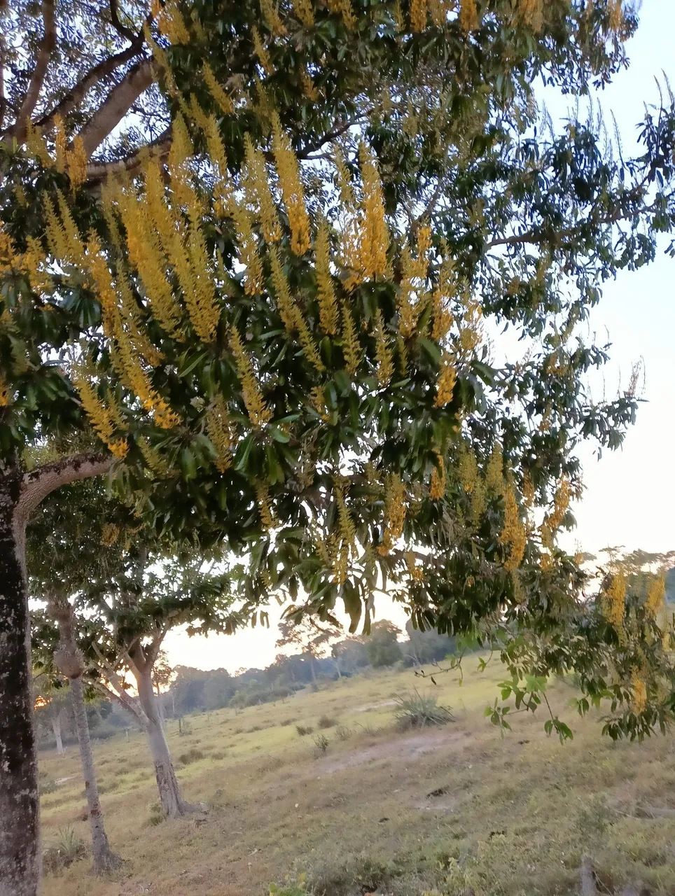 Foto de Cambará-de-mato-grosso