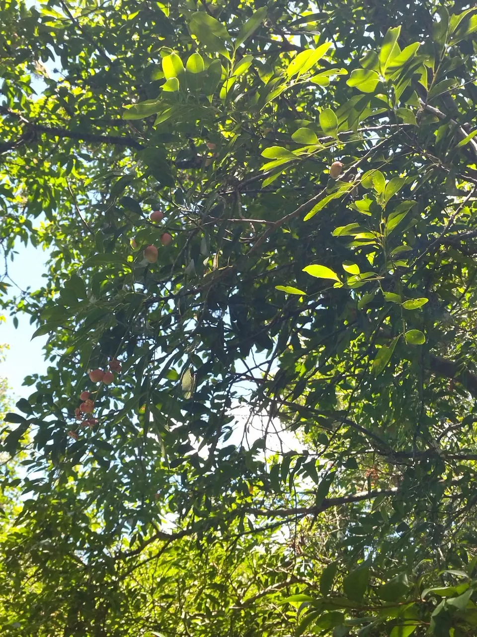 Foto de Camboatá-branco