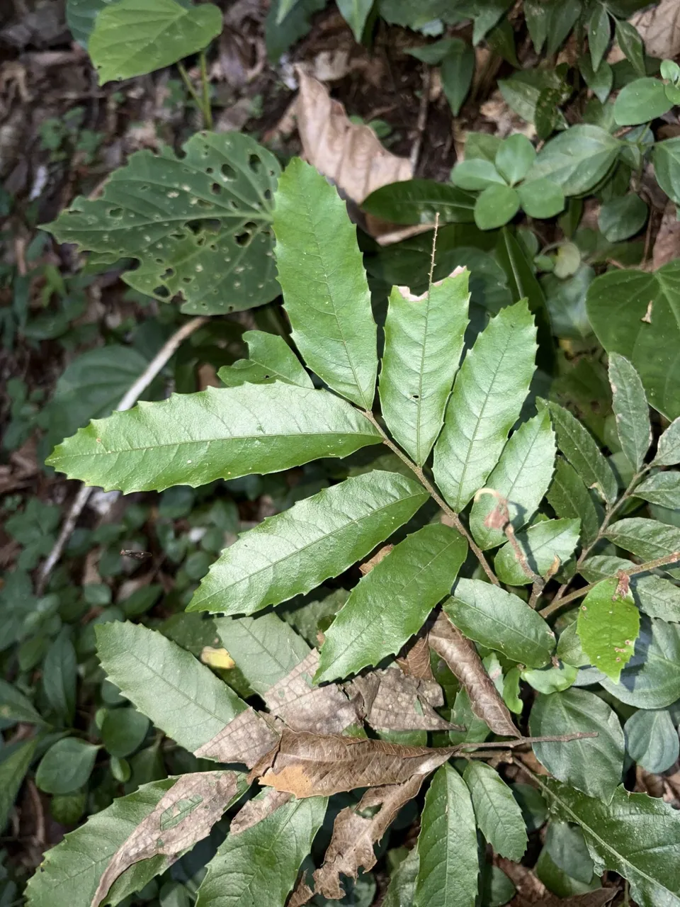 Foto de Camboatá