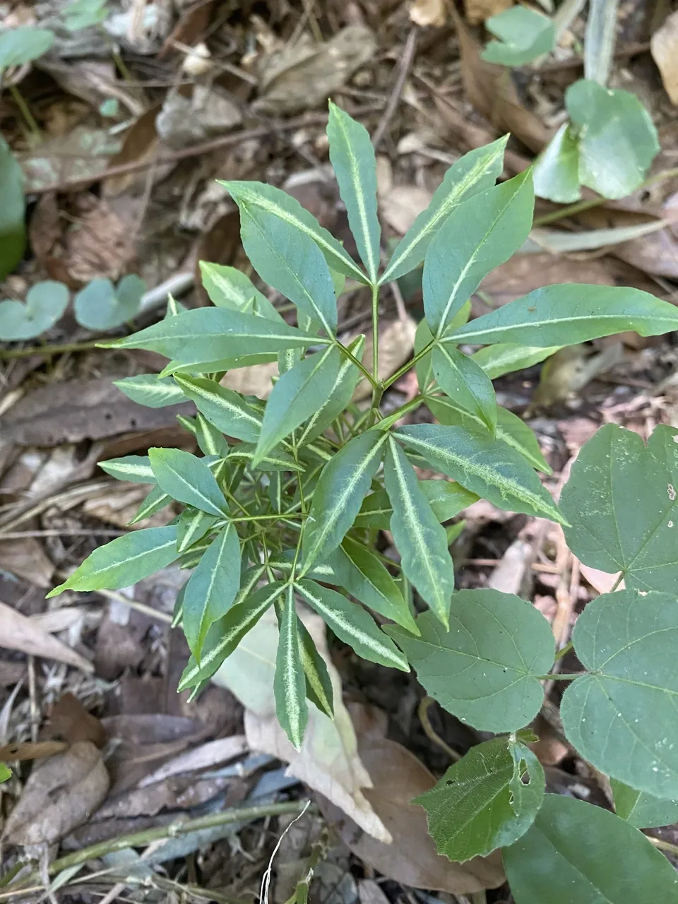 Foto de Canela-de-veado