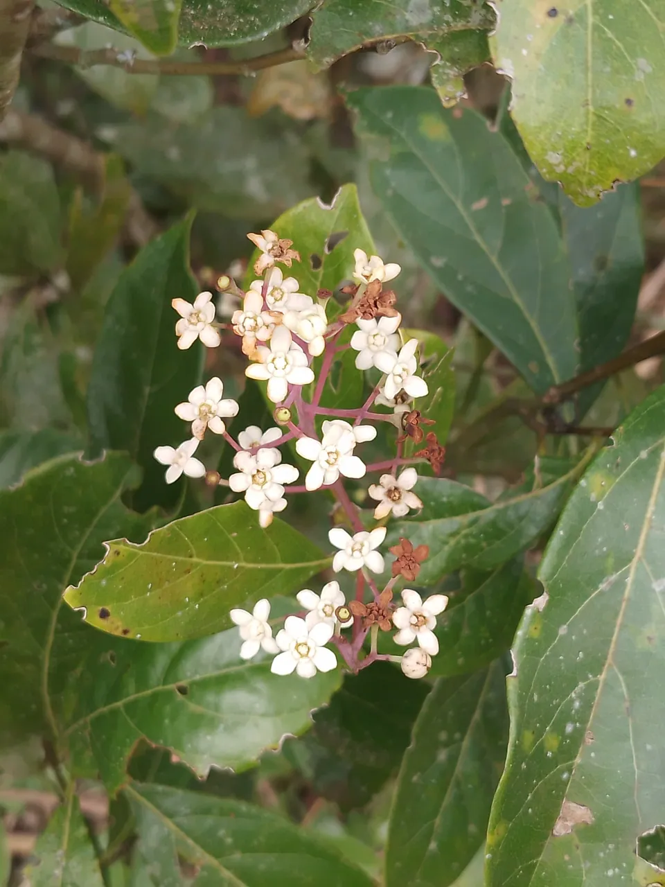 Foto de Canela-fedida