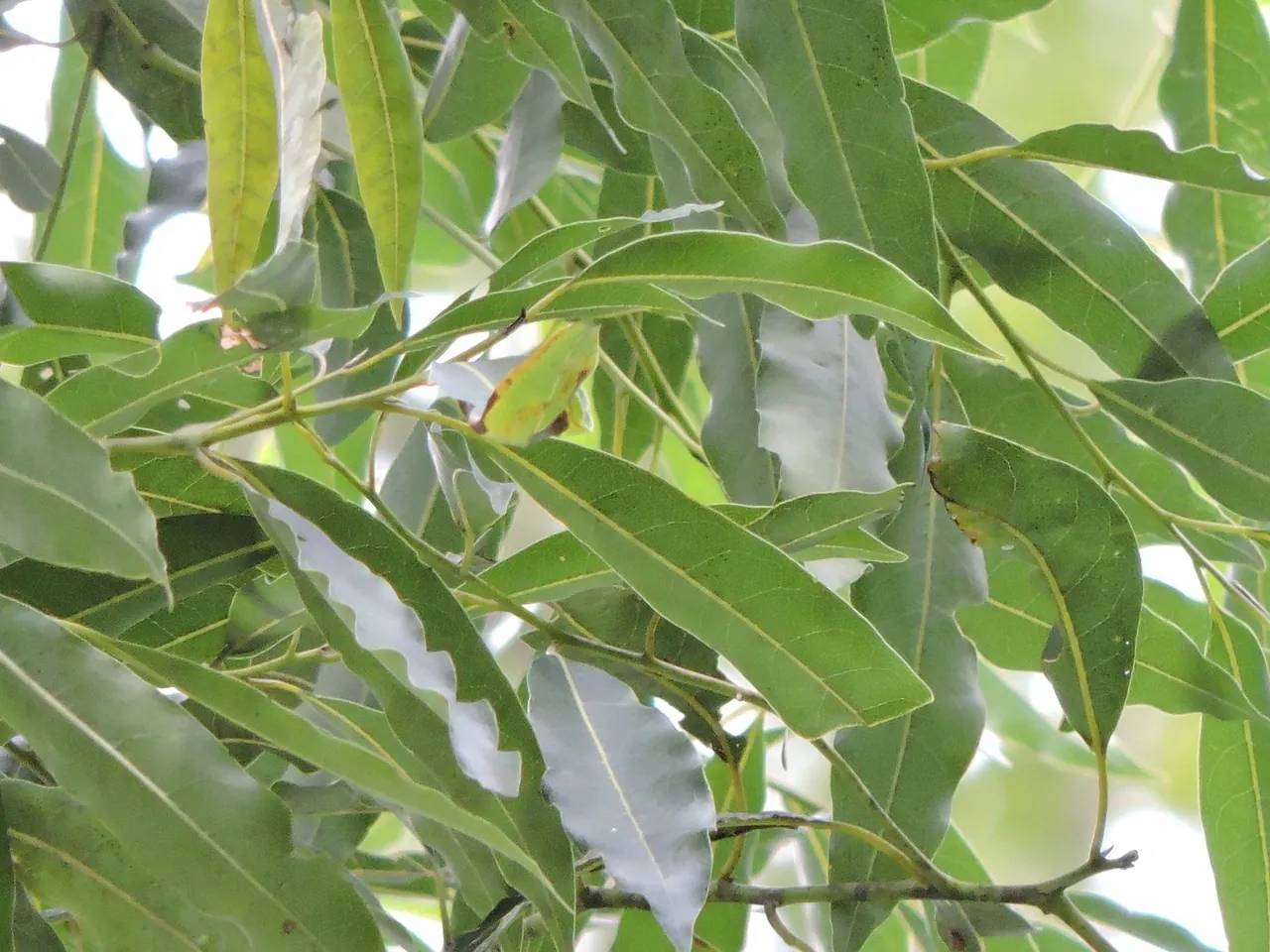 Foto de Canela-guaicá