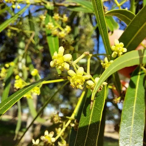 Foto de Canela-imbuia