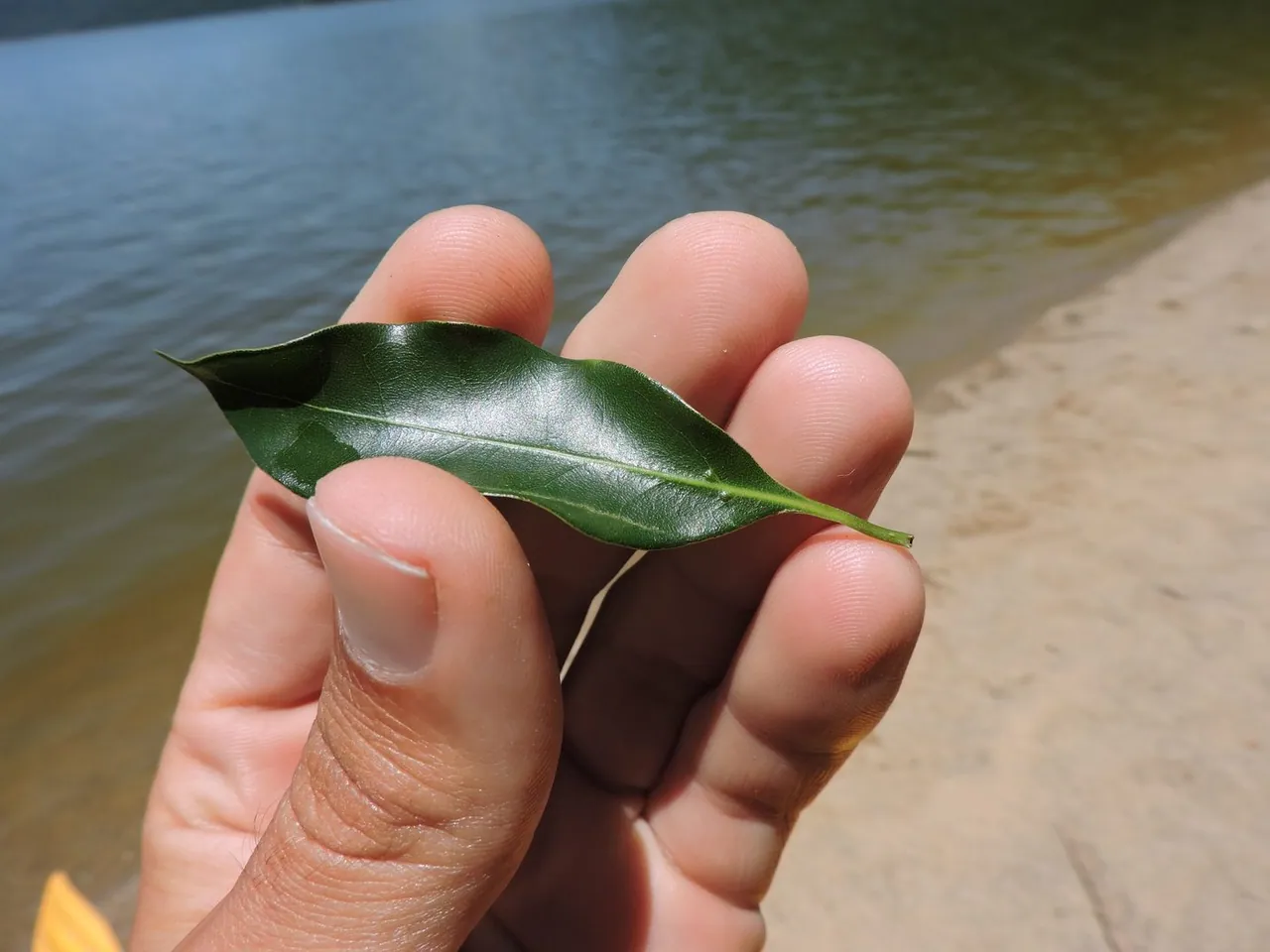 Foto de Canela-preta