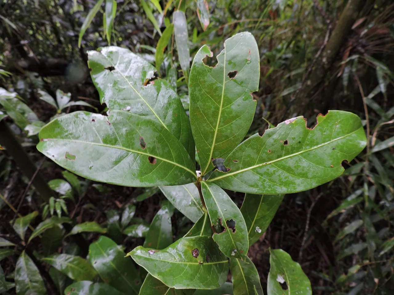 Foto de Canela-sassafrás
