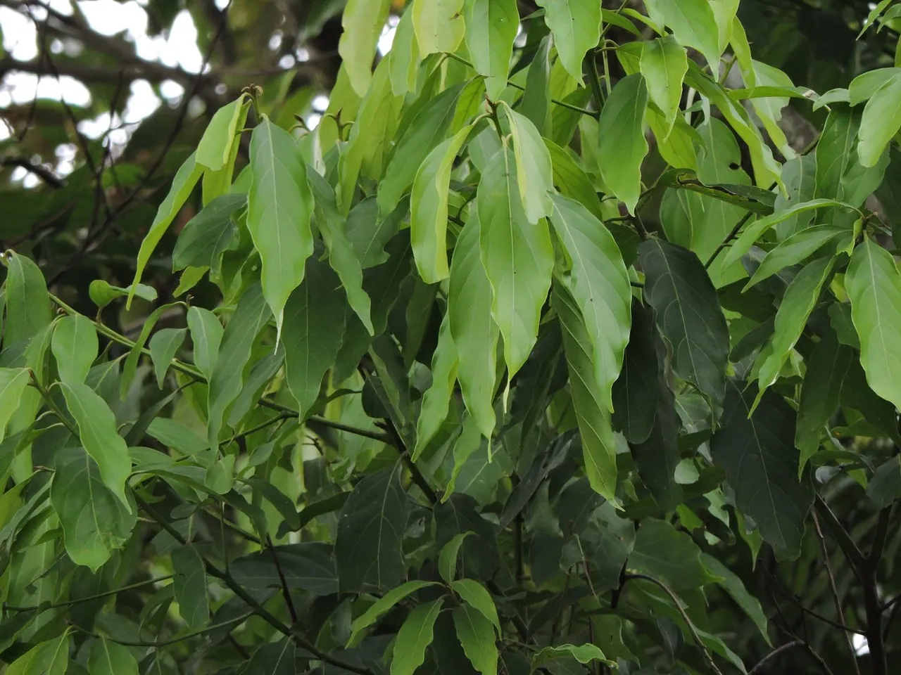 Foto de Canelão