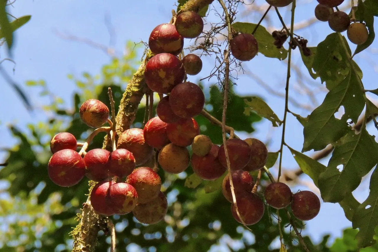 Foto de Canjarana