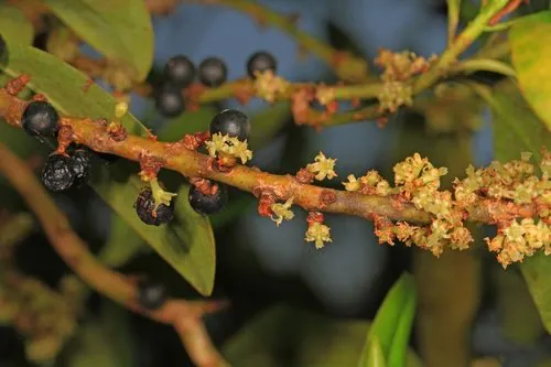 Foto de Capororoca-do-cerrado