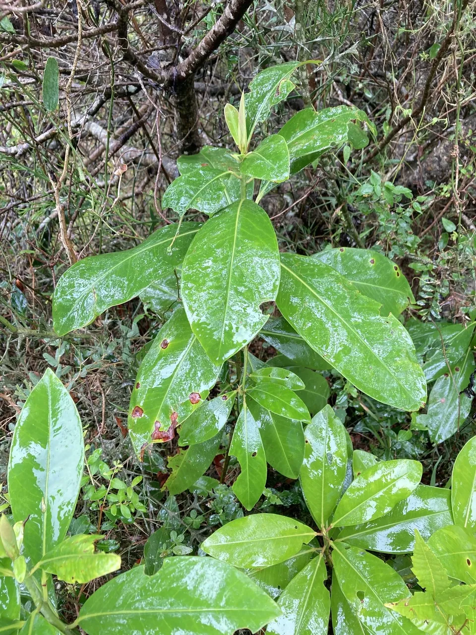 Foto de Capororoca