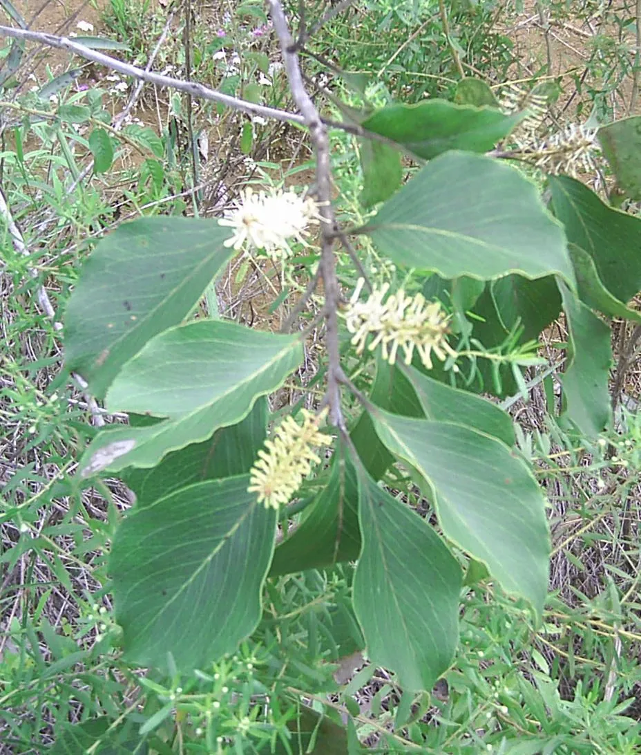 Foto de Carvalho-do-cerrado