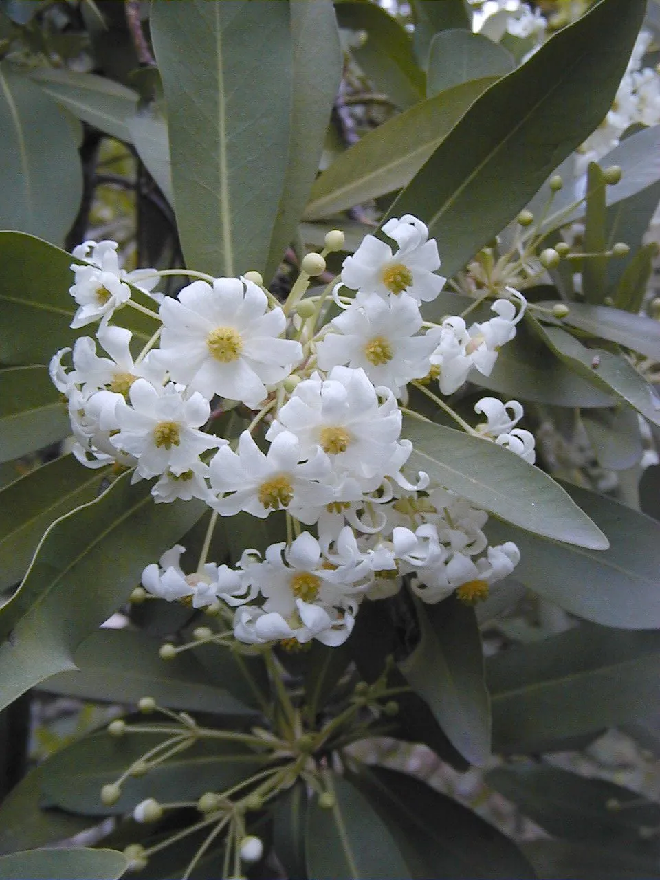 Foto de Casca-d'anta