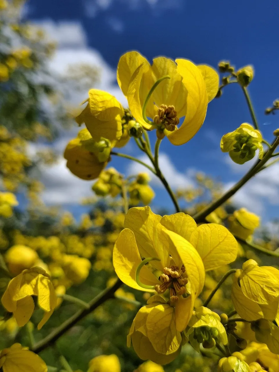 Foto de Cássia-do-Nordeste