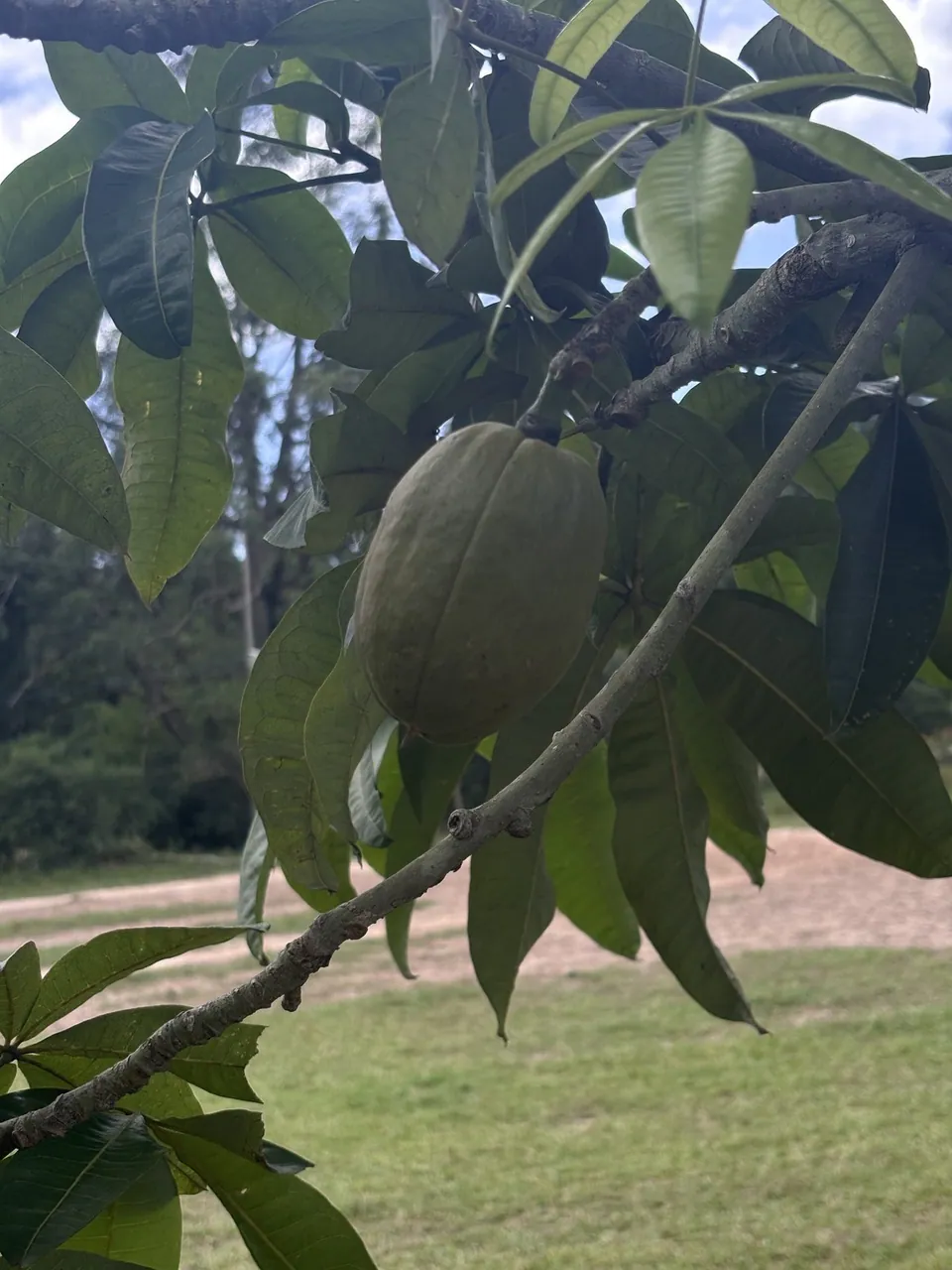 Foto de Castanha-do-maranhão
