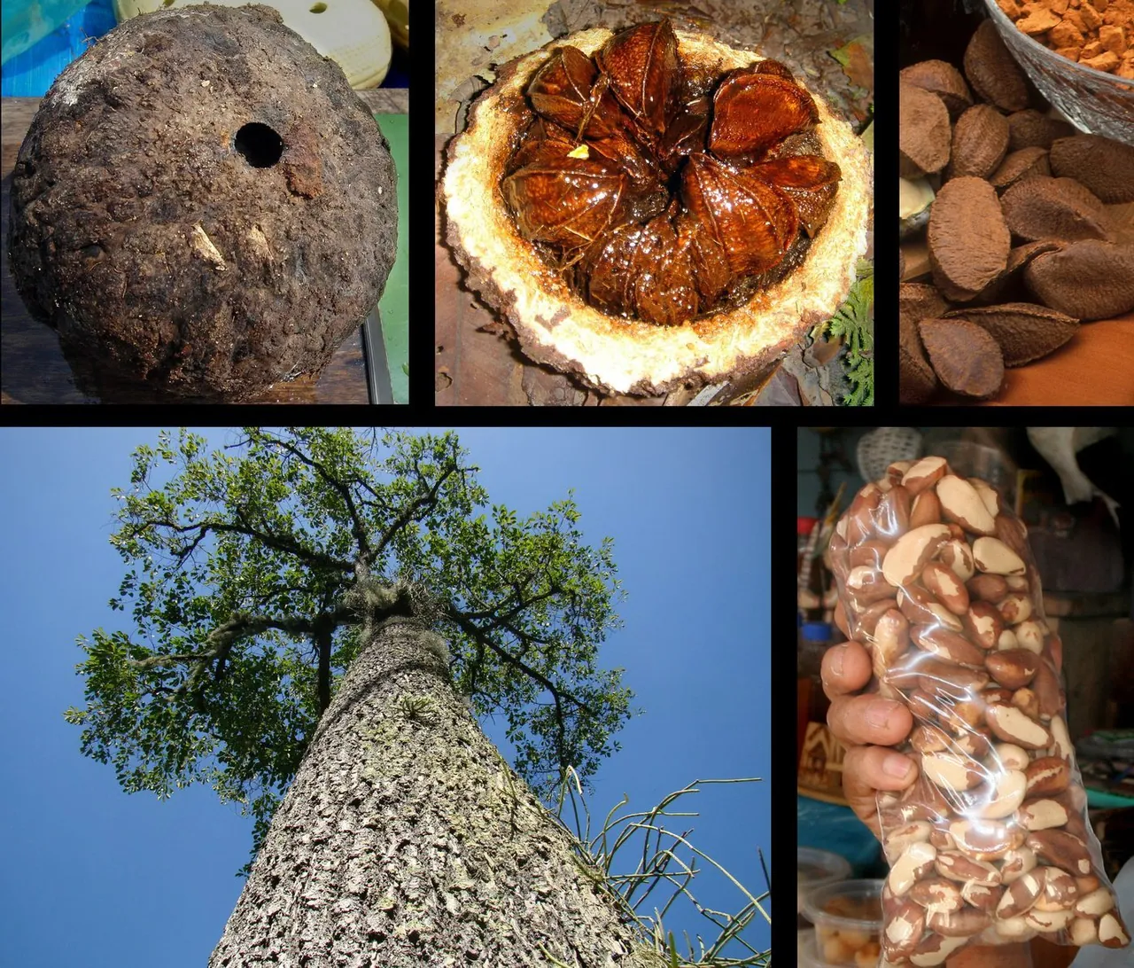 Foto de Castanha-do-pará