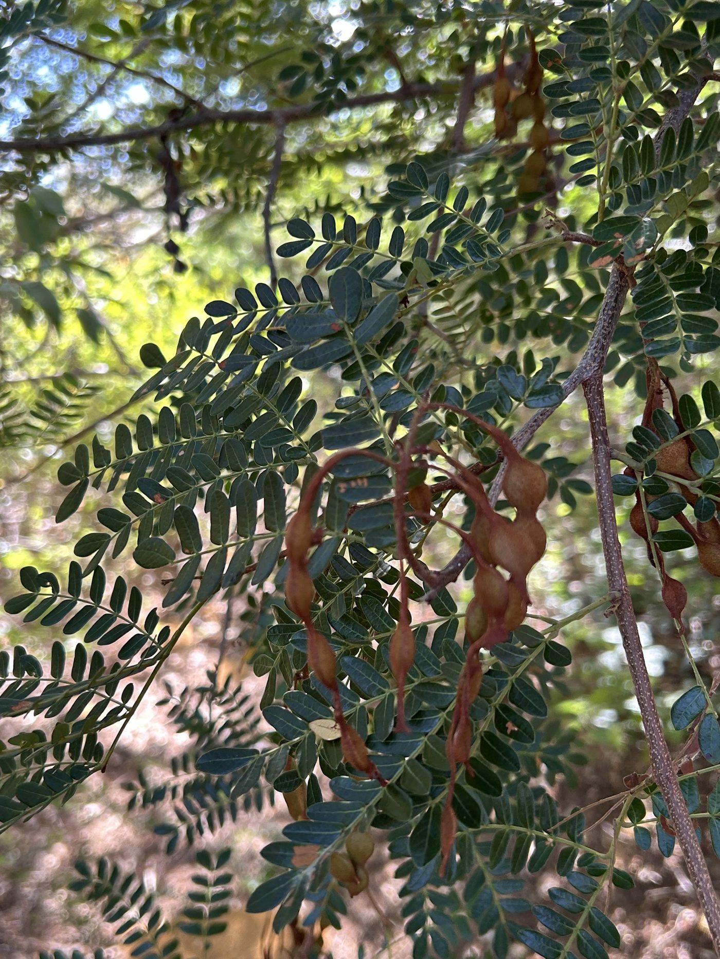 Foto de Catanduva