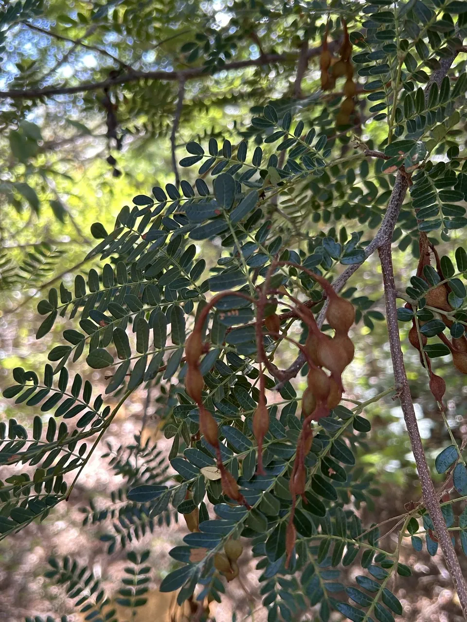Foto de Catanduva